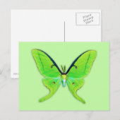 Luna moth op een bleke groene achtergrond briefkaart (Voorkant / Achterkant)