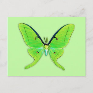 Luna moth op een bleke groene achtergrond briefkaart