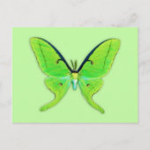 Luna moth op een bleke groene achtergrond briefkaart (Voorkant)