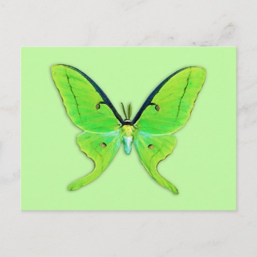 Luna moth op een bleke groene achtergrond briefkaart (Voorkant)