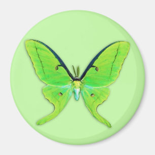 Luna moth op een bleke groene achtergrond magneet