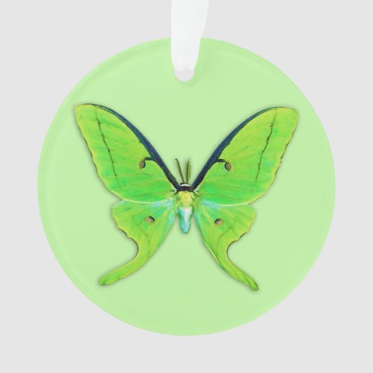 Luna moth op een bleke groene achtergrond ornament (voorkant)