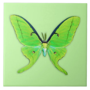 Luna moth op een bleke groene achtergrond tegeltje