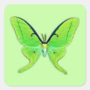 Luna moth op een bleke groene achtergrond vierkante sticker