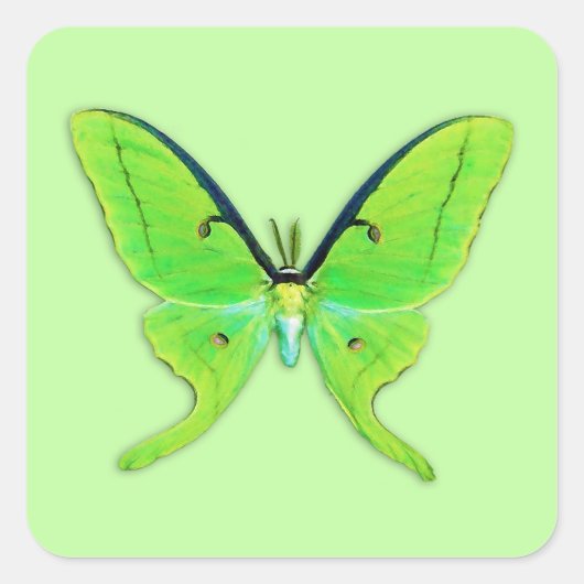 Luna moth op een bleke groene achtergrond vierkante sticker (Voorkant)