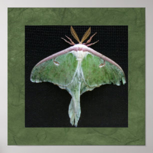 Luna Moth Photo Print