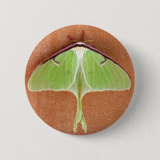 Luna Moth Pin Button (Voorkant)