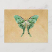Luna Moth Post Card Briefkaart (Voorkant)