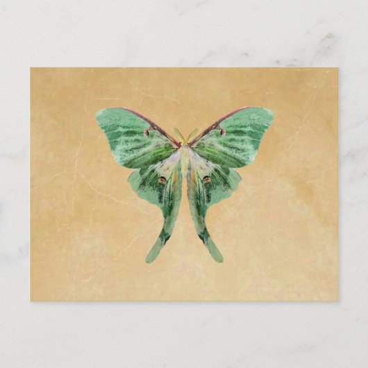 Luna Moth Post Card Briefkaart (Voorkant)