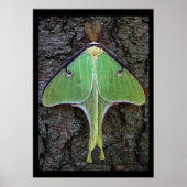Luna Moth Poster (Voorkant)