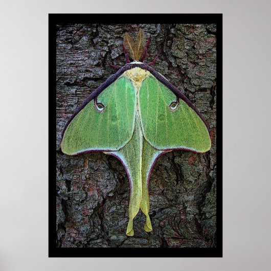 Luna Moth Poster (Voorkant)
