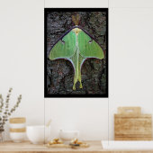 Luna Moth Poster (Keuken)