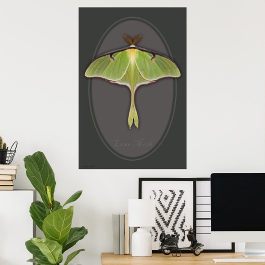 Luna Moth Poster -24x36 - andere beschikbare forma (Thuiskantoor)