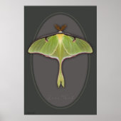 Luna Moth Poster -24x36 - andere beschikbare forma (Voorkant)