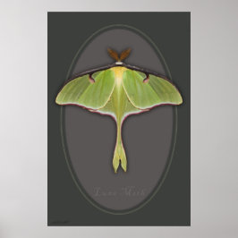 Luna Moth Poster -24x36 - andere beschikbare forma