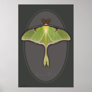 Luna Moth Poster -24x36 - andere beschikbare forma