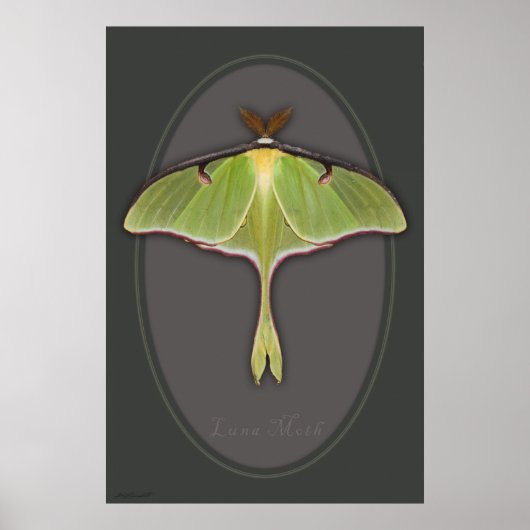 Luna Moth Poster -24x36 - andere beschikbare forma (Voorkant)