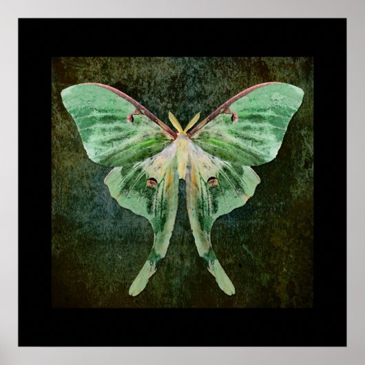Luna Moth Print (Voorkant)