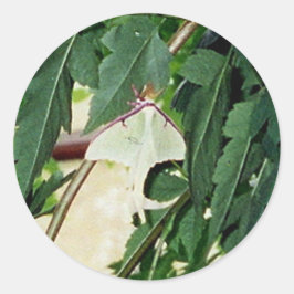 Luna Moth Ronde Sticker