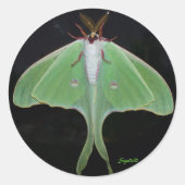 Luna Moth Sticker (Voorkant)