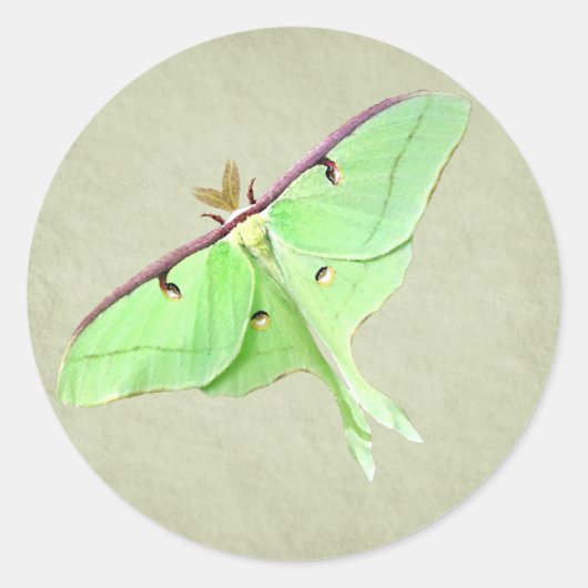 Luna Moth Sticker (Voorkant)