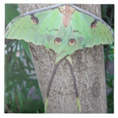 Luna Moth Tegeltje (Voorkant)