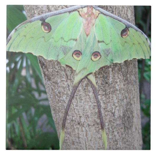 Luna Moth Tegeltje (Voorkant)