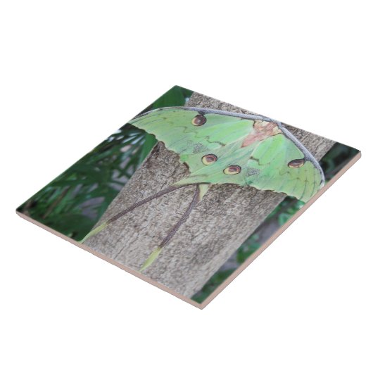 Luna Moth Tegeltje (Zijkant)