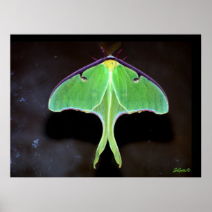 Luna-mottenfotoposter Poster