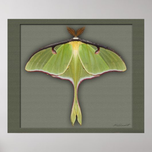 Luna Print -28x24 - andere beschikbare formaten (Voorkant)