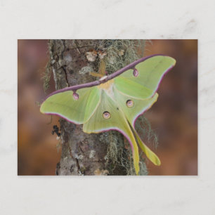 Luna Silk Moth Briefkaart