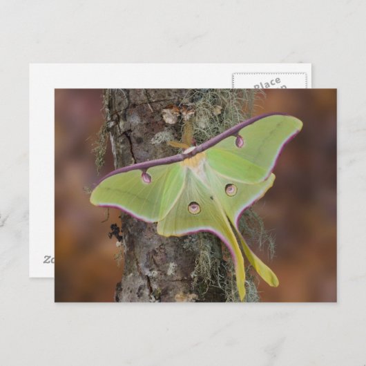 Luna Silk Moth Briefkaart (Voorkant / Achterkant)
