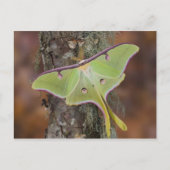 Luna Silk Moth Briefkaart (Voorkant)