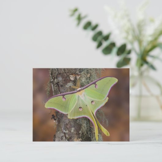 Luna Silk Moth Briefkaart (Staand voorkant)