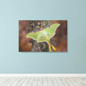 Luna Silk Moth Canvas Afdruk (Insitu (Houten vloer))