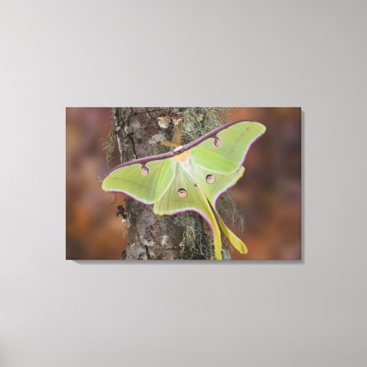 Luna Silk Moth Canvas Afdruk (Voorkant)