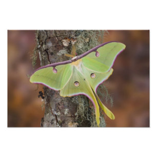 Luna Silk Moth Foto Afdruk