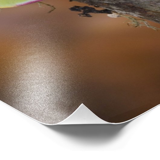 Luna Silk Moth Foto Afdruk (Hoek)