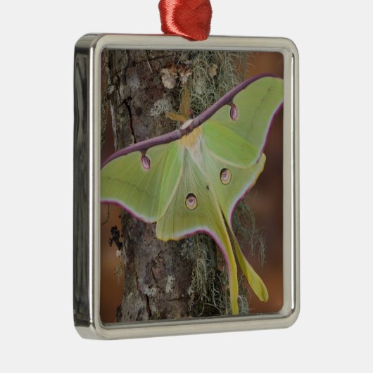 Luna Silk Moth Metalen Ornament (Rechts)