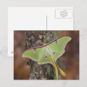 Luna Zijderups Briefkaart (Voorkant / Achterkant)