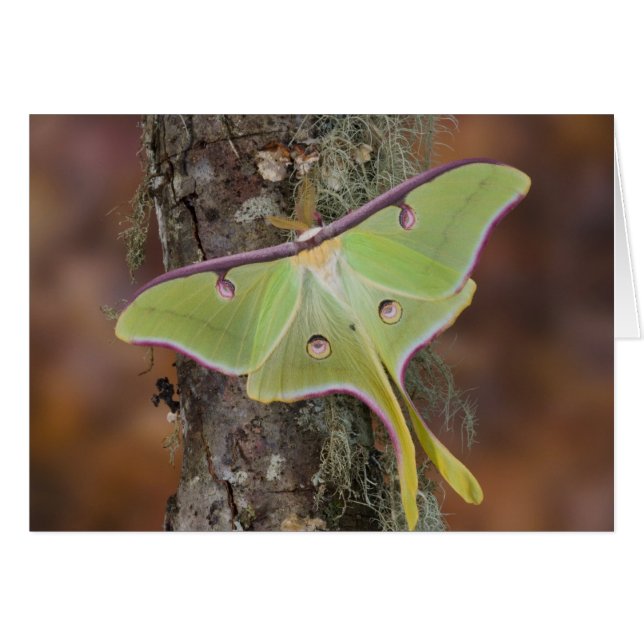 Luna Zijdevlinder (Voorkant Horizontaal)