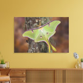 Luna Zijdevlinder Canvas Afdruk (Insitu (Woonkamer))