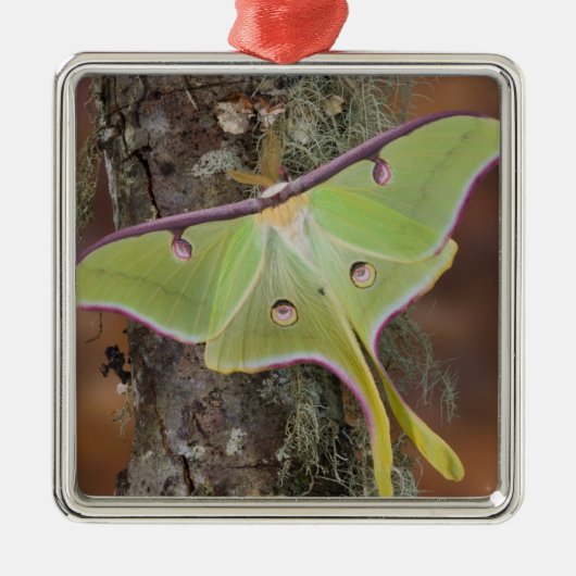 Luna Zijdevlinder Metalen Ornament (Voorkant)