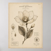 Lunar Magnolia Victoriaans Botanisch Museum Print