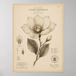Lunar Magnolia Victoriaans Botanisch Museum Print