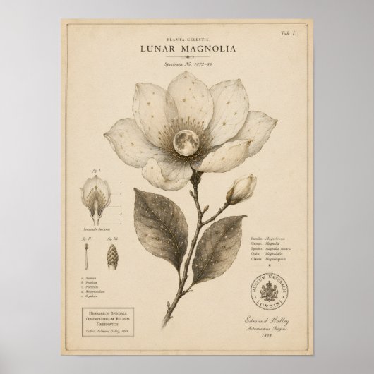 Lunar Magnolia Victoriaans Botanisch Museum Print (Voorkant)