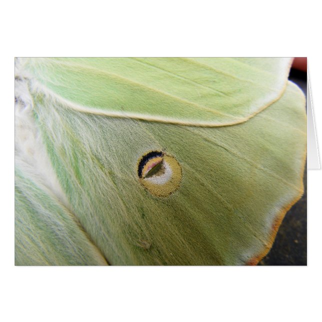 Lunar Moth (Voorkant Horizontaal)