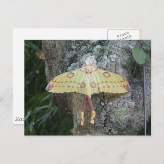 Lunar Moth Briefkaart (Voorkant / Achterkant)