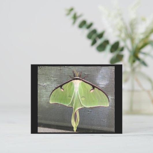 Lunar Moth Briefkaart (Staand voorkant)