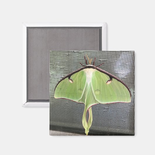 Lunar Moth Magneet (Voorkant / Achterkant)